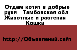 Отдам котят в добрые руки - Тамбовская обл. Животные и растения » Кошки   